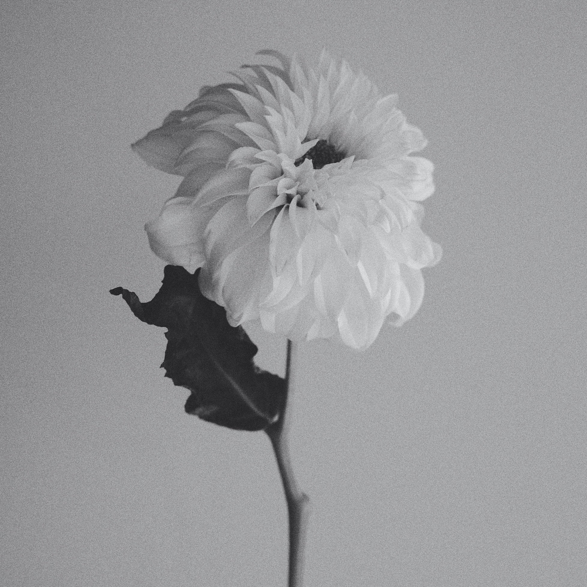 FRAGRANCE